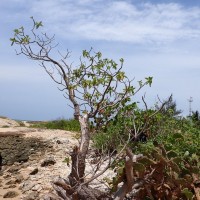 Heliotropium arboreum (Blanco) Mabb.